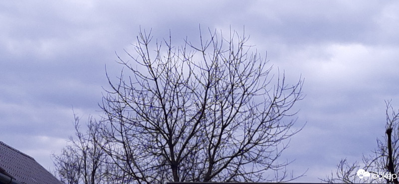 Szár