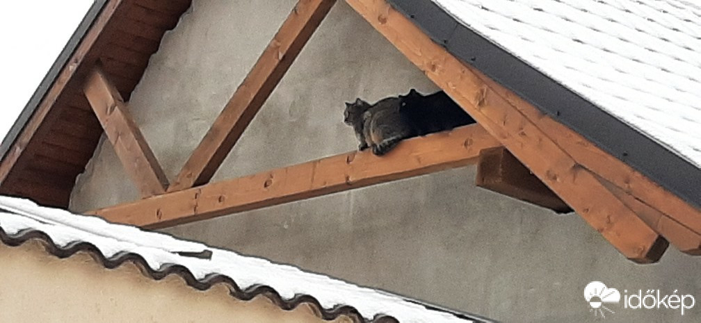 Szár