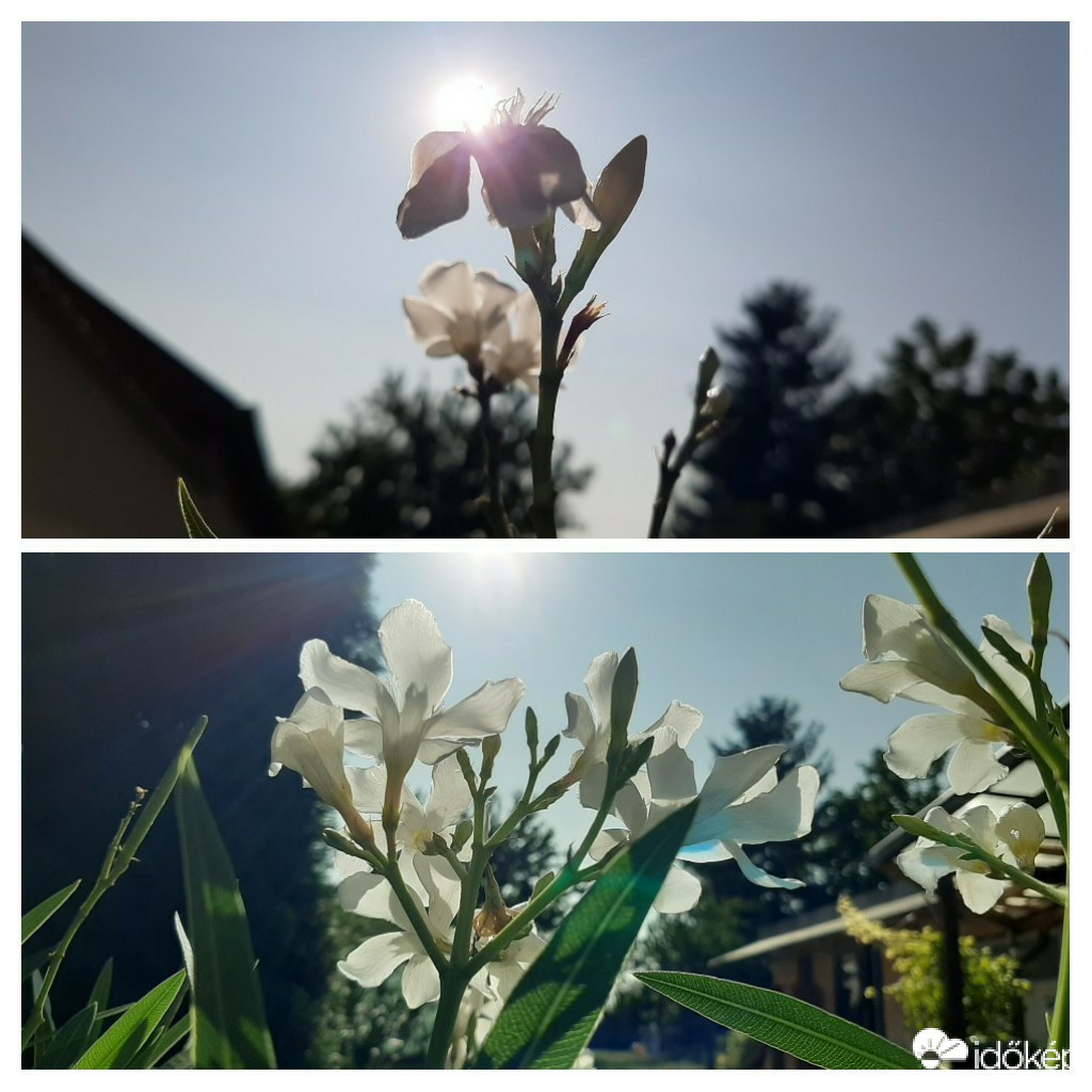 Szár