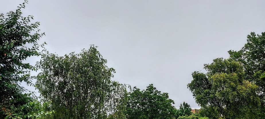 Szár