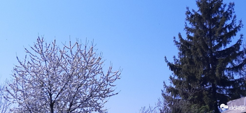 Szár