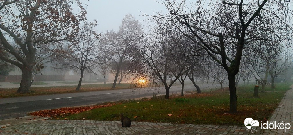 Szár