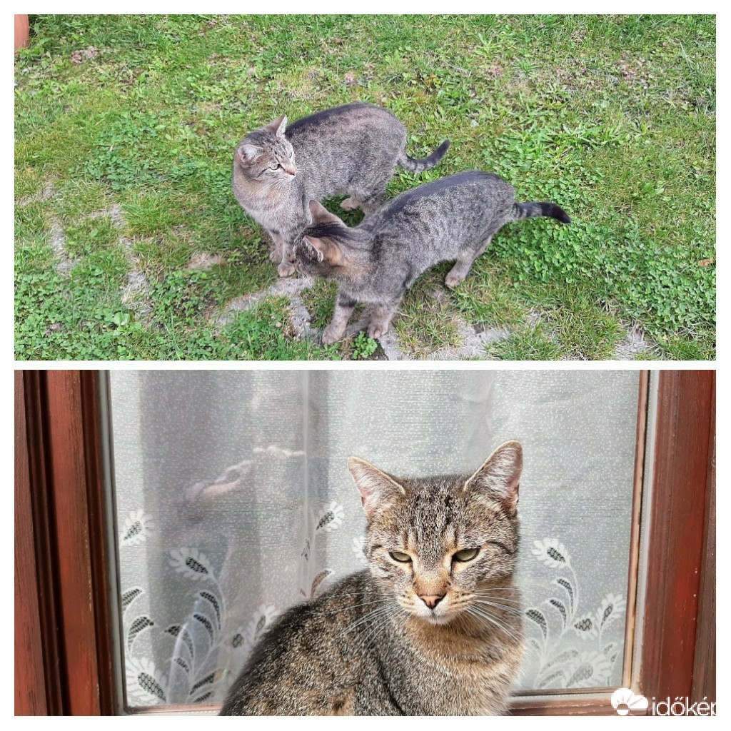 Szár