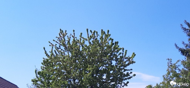 Szár