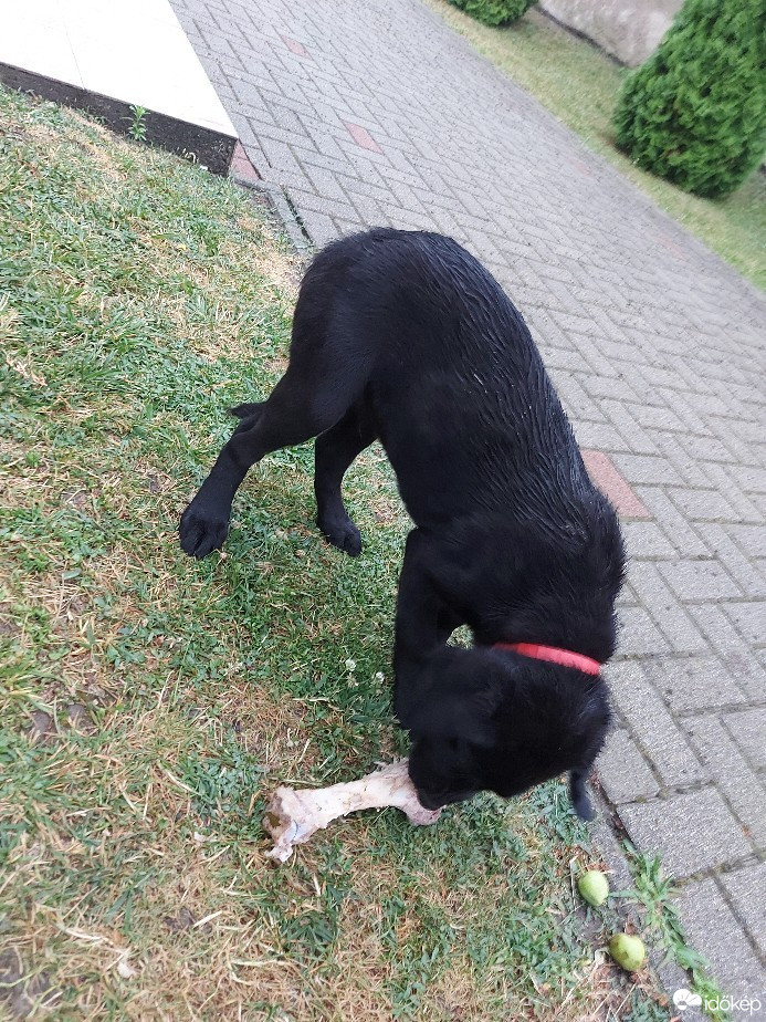 Szár