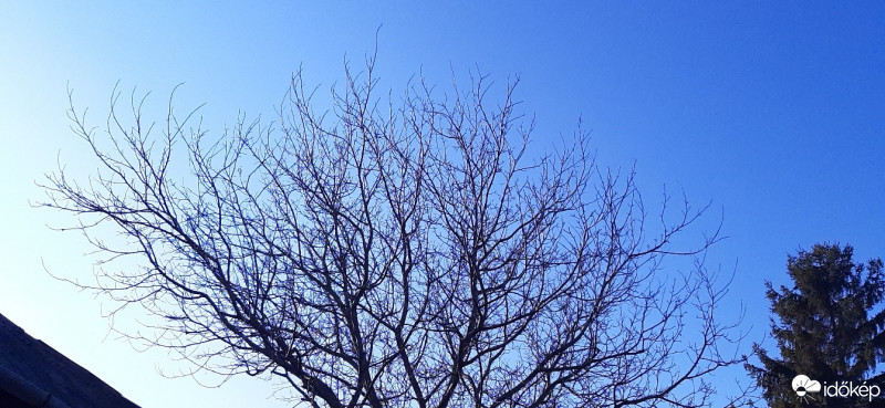 Szár