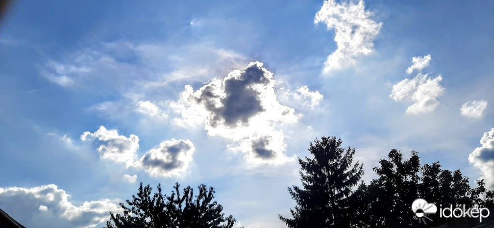 Szár