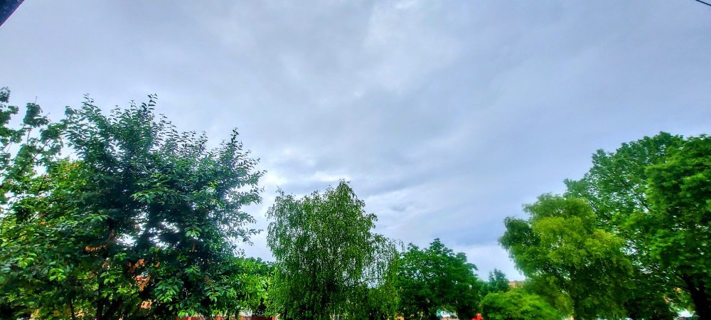Szár