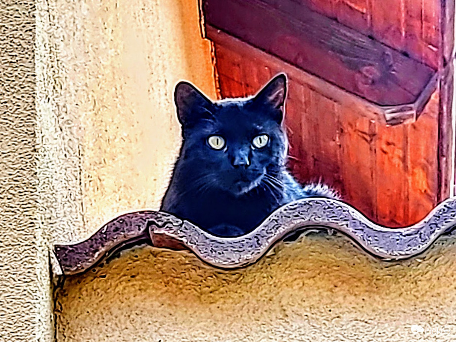 Hé szomszéd! Hol marad a vacsorám?