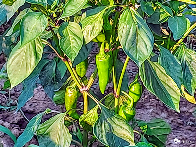 Paprika.