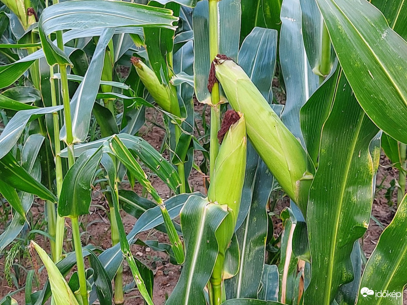Kukorica.