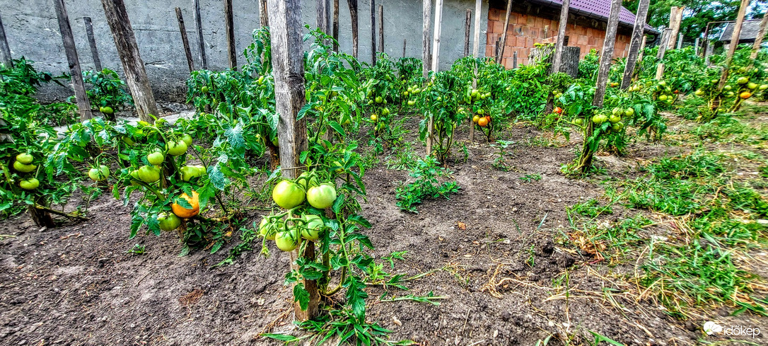 Eső- és kalciumhiányos paradicsomok.