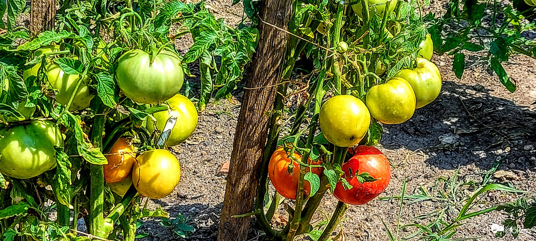 Leves az már biztos lesz.