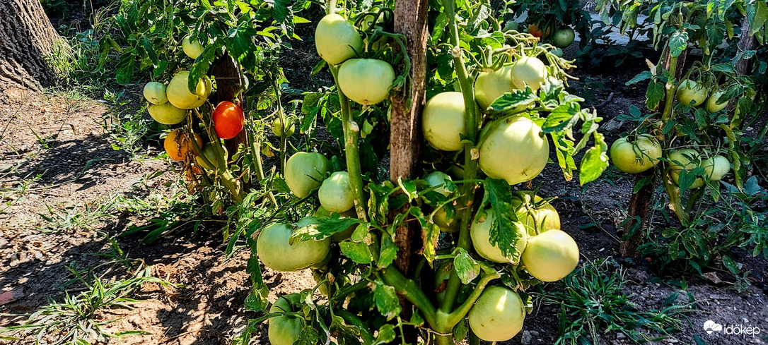 Bőséges termés várható.