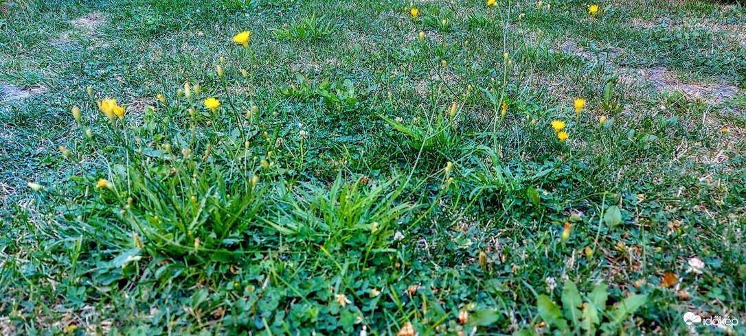 Bezzeg őket nem kell locsolni.