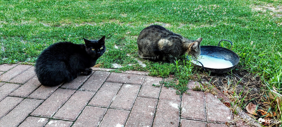 Sorban állás a reggeliért.