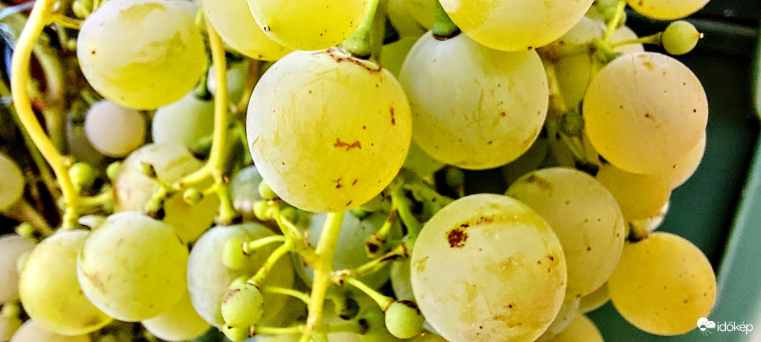 Lassan szüret.