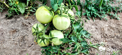 Ha nem érnek be, vagy savanyúság, vagy lekvár lesz.