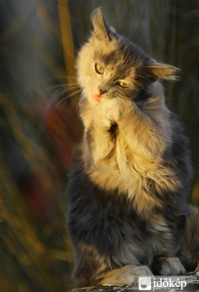 Kapok valamit karácsonyra???