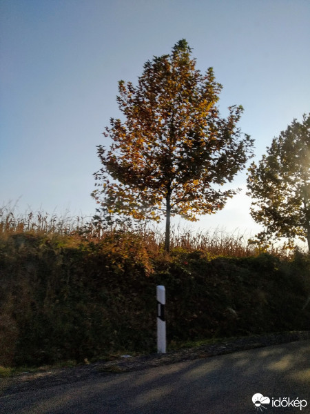 Mány
