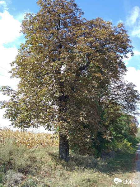 Mány