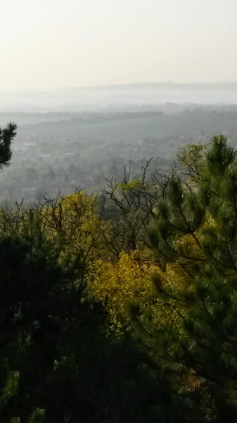 Mány
