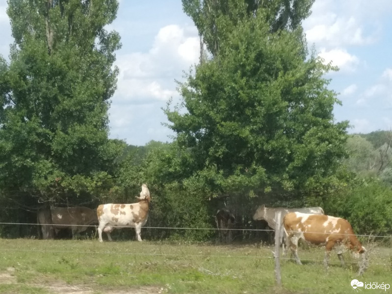 Mány