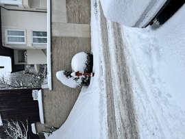 Nyuszi ül a hóban :)