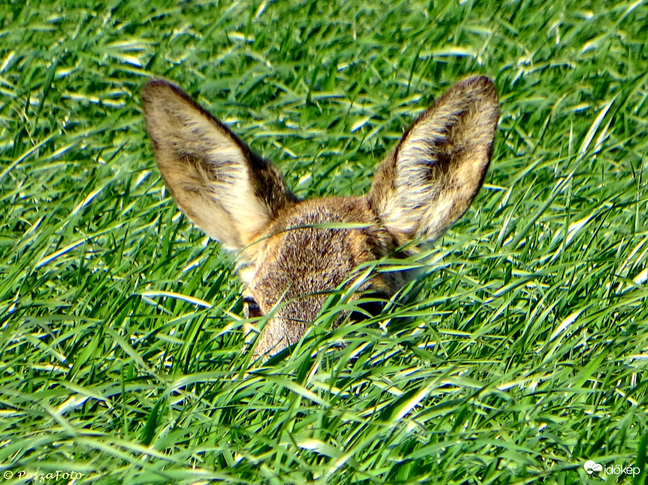 Itt nem én lestem a vadat, hanem ő lesett engem... :)