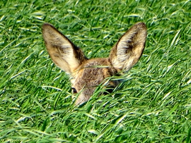 Itt nem én lestem a vadat, hanem ő lesett engem... :)