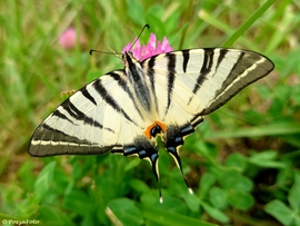 Kardos lepke