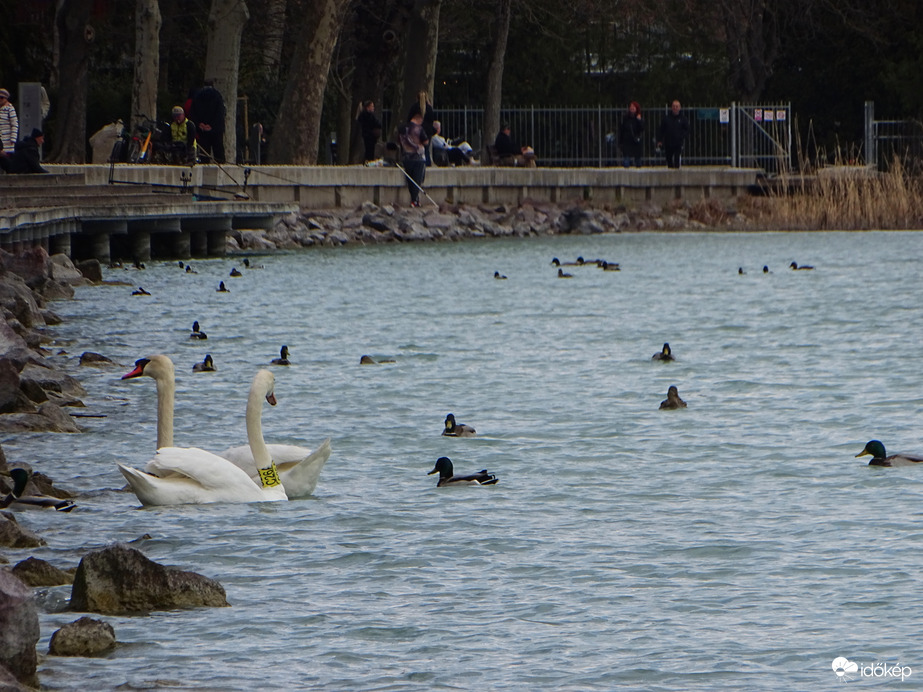 Balatonfüredi kikötő