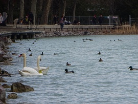 Balatonfüredi kikötő
