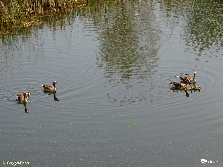 Két Nyári lúd család