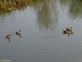 Két Nyári lúd család