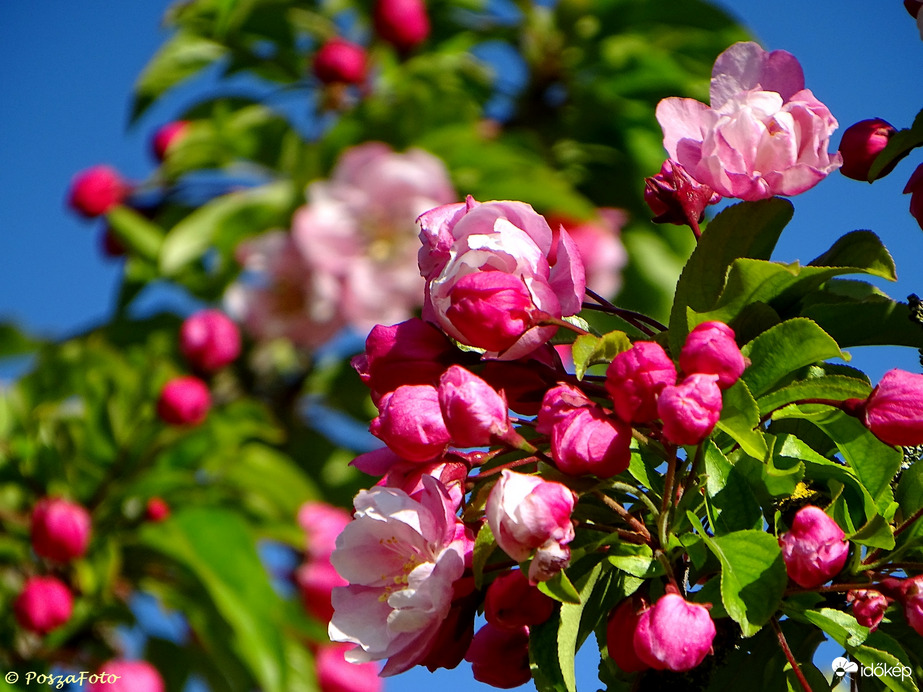 Dúsvirágú diszalma