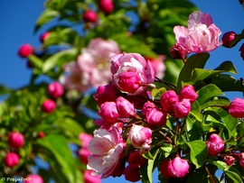 Dúsvirágú diszalma