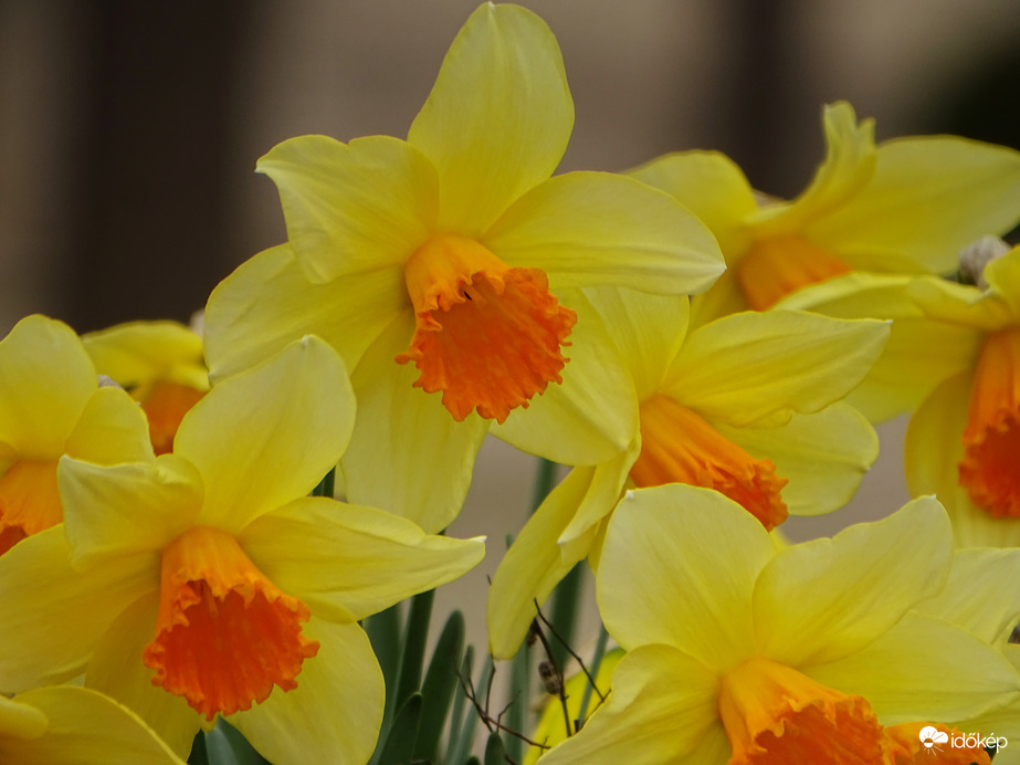 Nárciszok