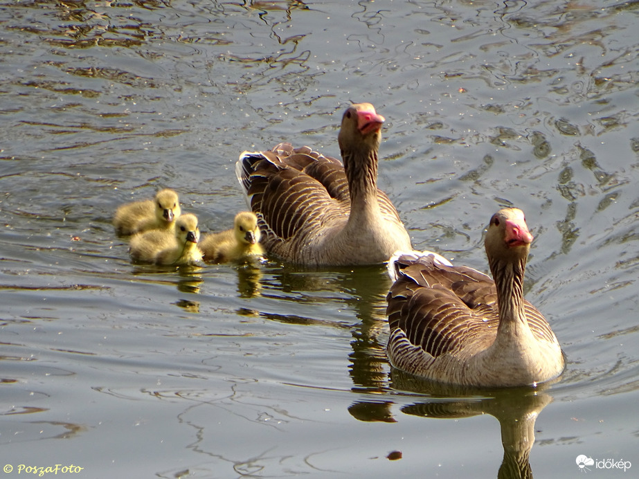 Nyári lúd család