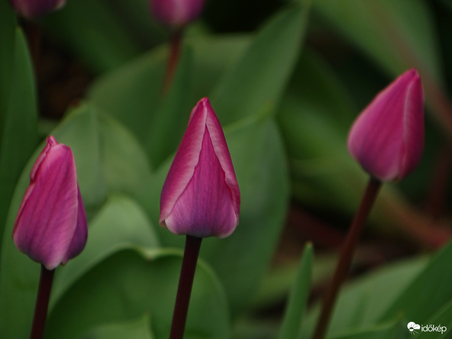 Borongós márciusi időben 