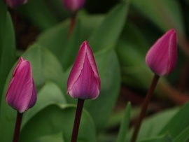 Borongós márciusi időben 