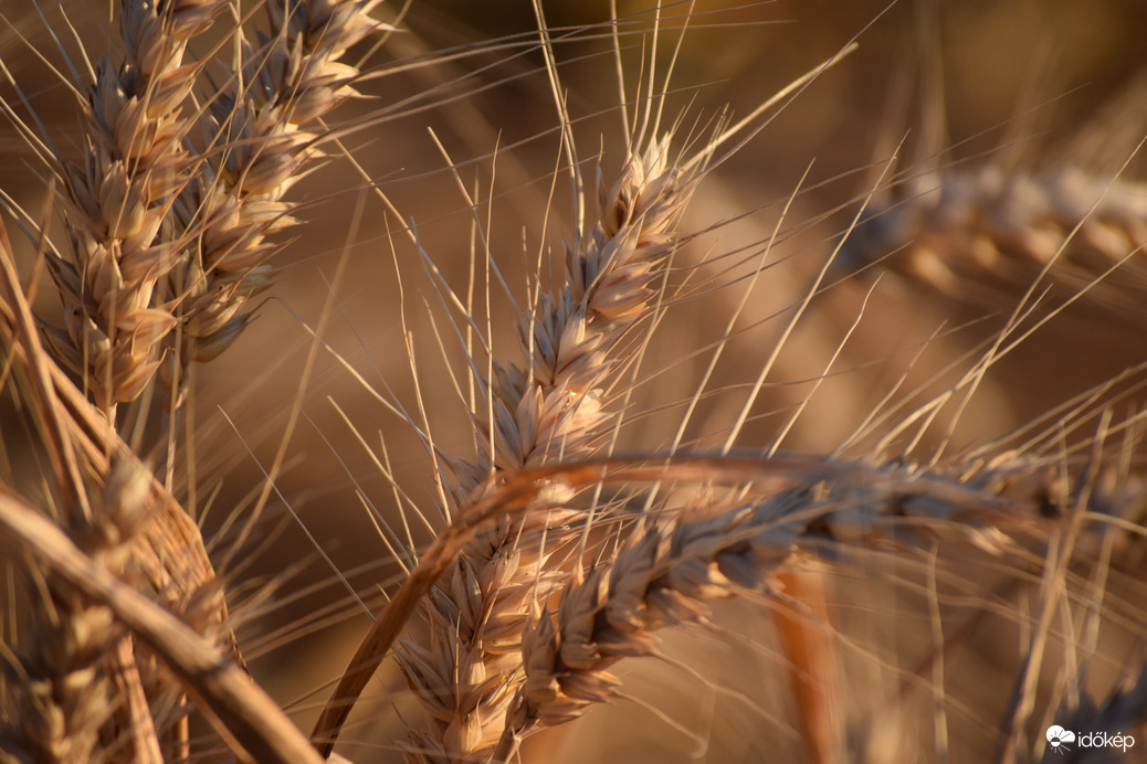 Érik a búza