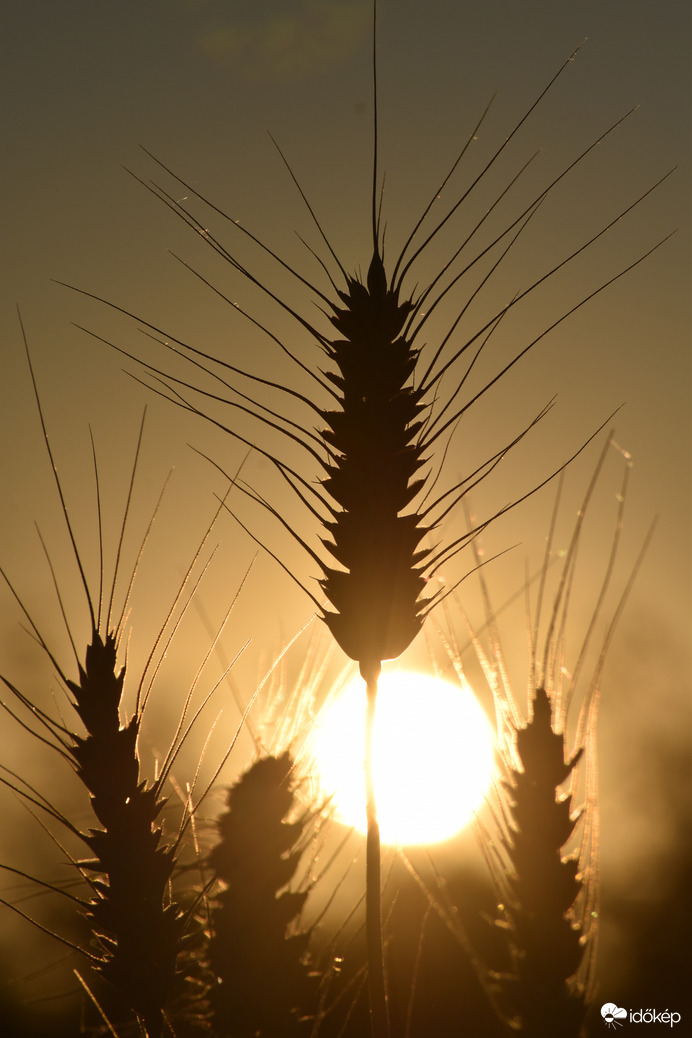 Lemenő nap fényében 