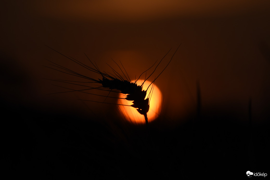 Naplementében búzaszál