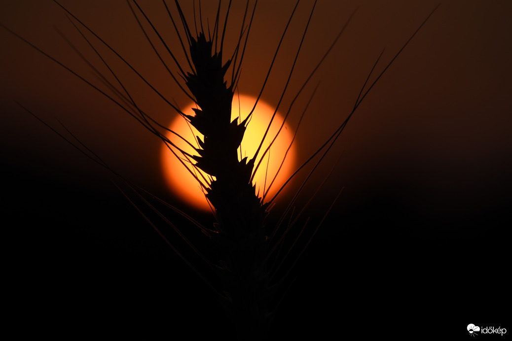 Napfényben tündöklő búza