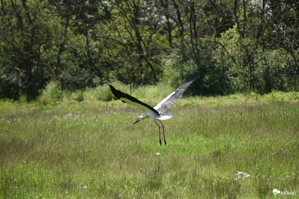 Táplálék keresés