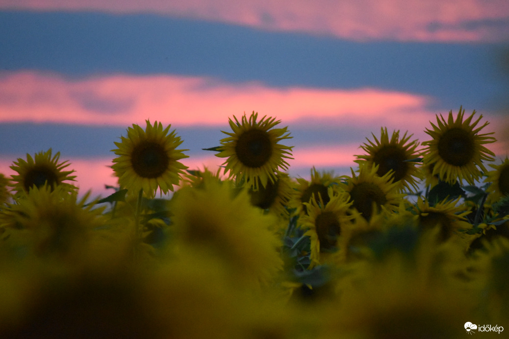 Napraforgók naplementében