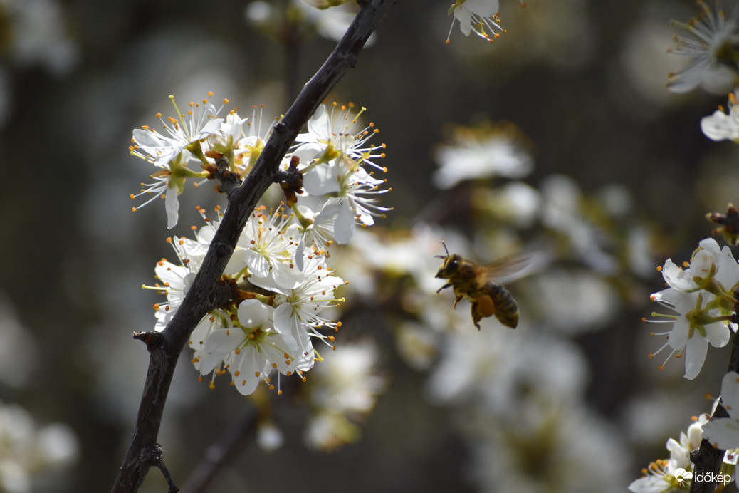 Verseny a nektárért