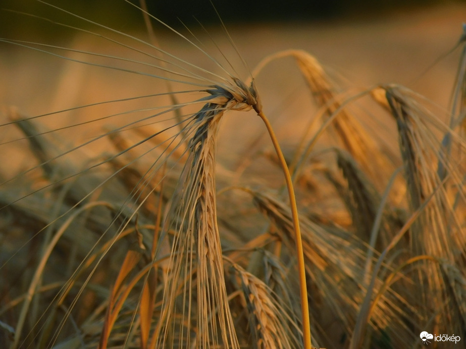 Búzakalász 