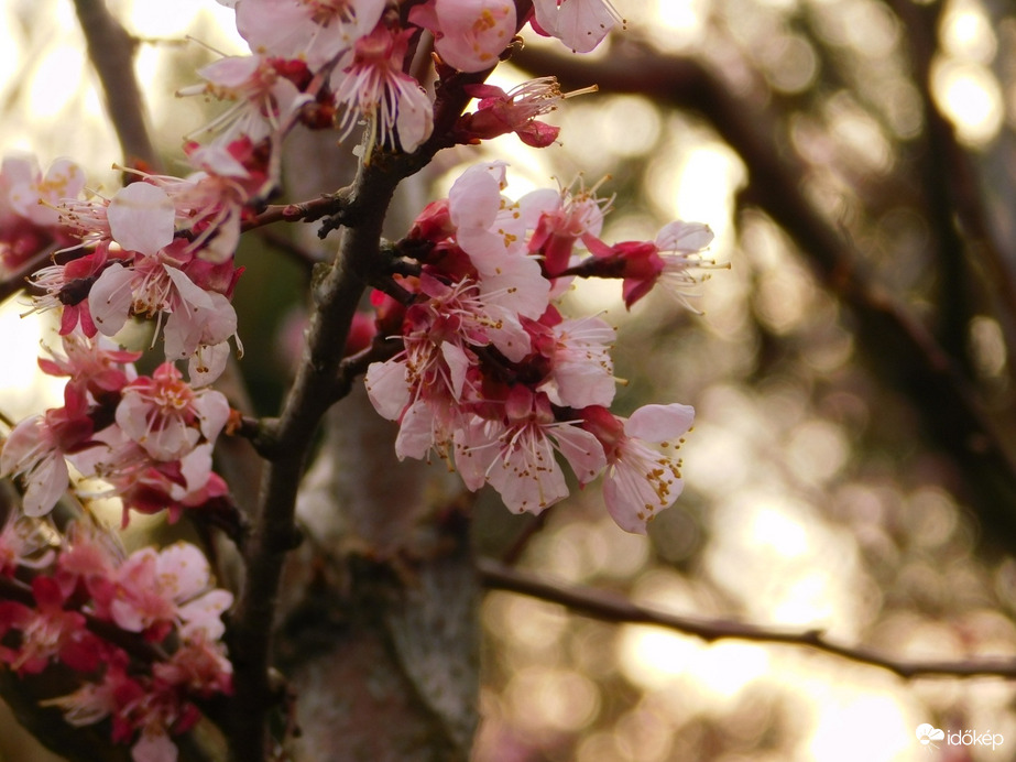 Tavaszi virágzás.